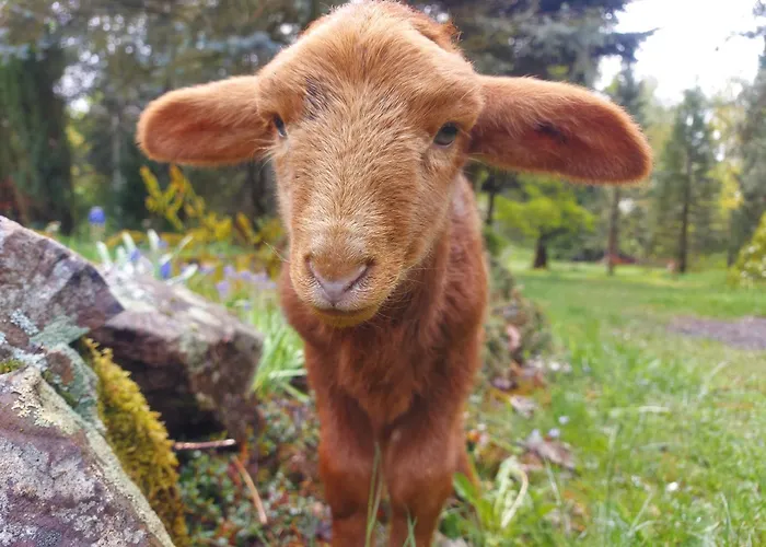 Holiday home Schaeferwagen Gruenspecht *