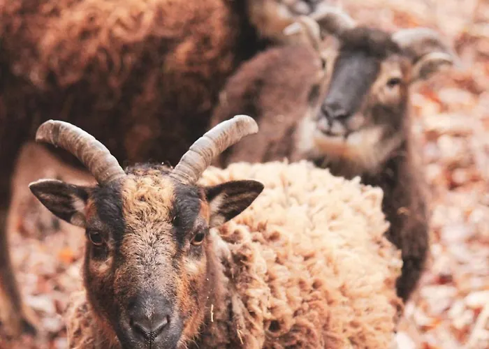 Schaeferwagen Gruenspecht Holiday home Ulmen