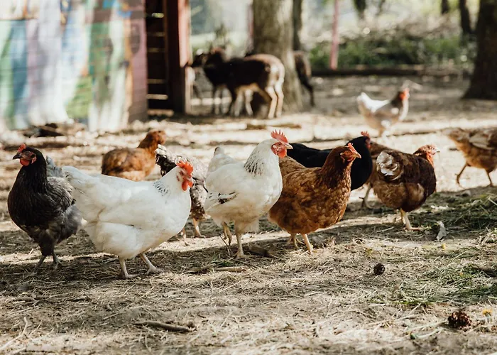 Schaeferwagen Gruenspecht